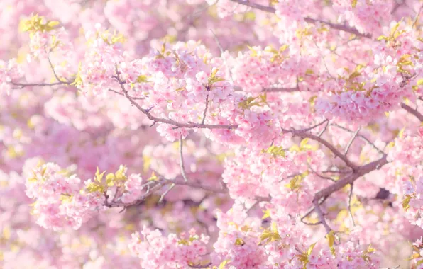 Light, flowers, branches, mood, beauty, spring, Sakura, pink