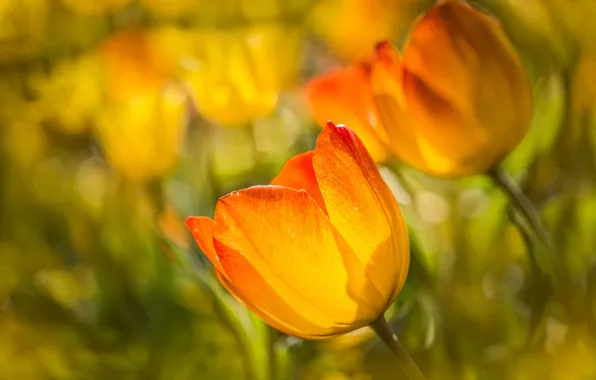 Macro, tulips, buds, bokeh