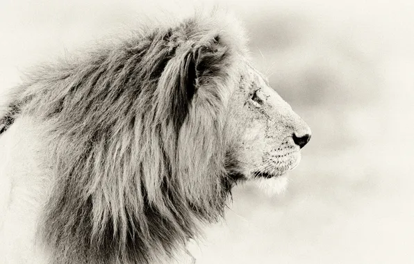 Picture style, background, Leo