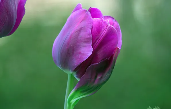 Picture flower, purple, macro, Tulip, petals