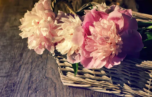 Basket, pink, wood, pink, flowers, beautiful, peonies, peony