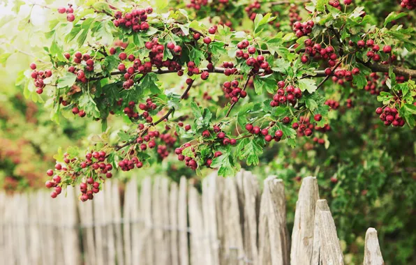 Fence, berries, bayas, green and red, Valla