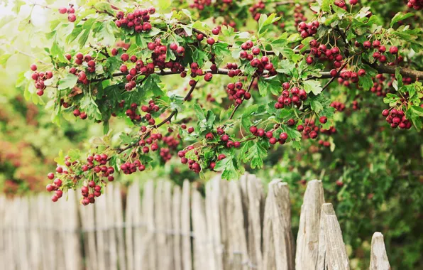 Picture fence, valla, bayas, green and red, Berries
