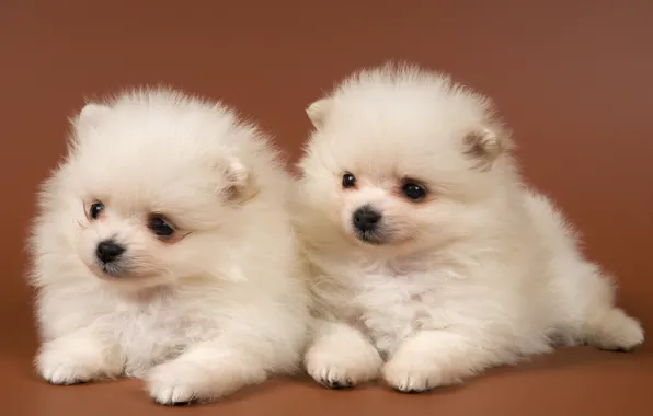 Picture white, two, Zenki, Pomeranian