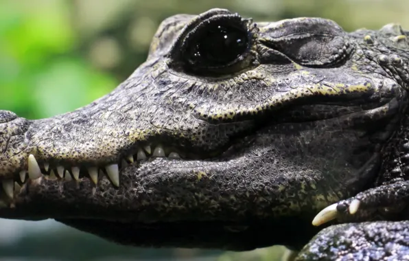 Crocodile, teeth, breeding, black eye