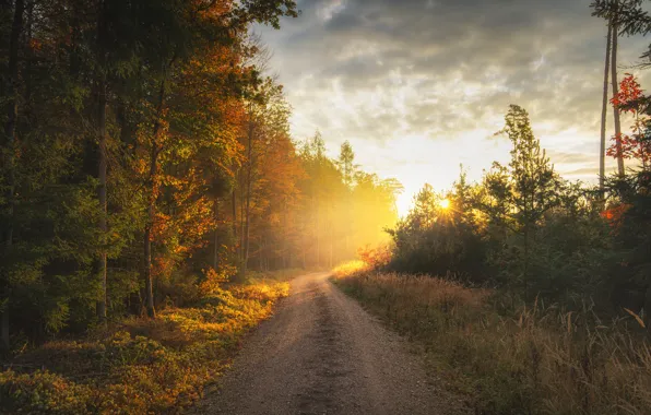 Road, autumn, forest, morning