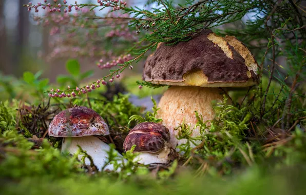 Picture mushrooms, white, family