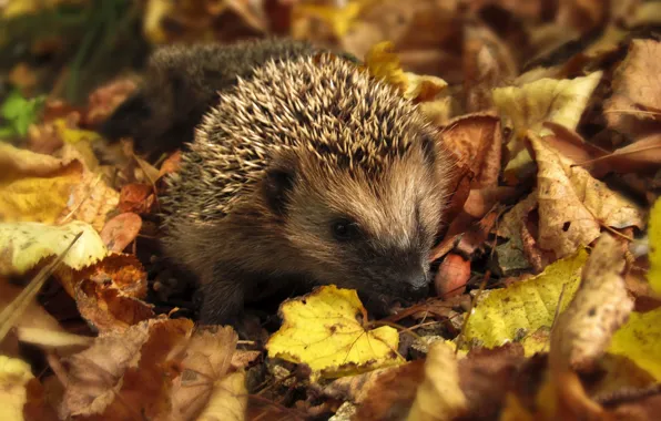 Autumn, hedgehog, autumn forest, yellow leaves