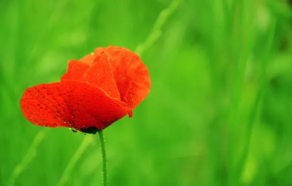 Drops, red, spring, Mac, red, bokeh, bokeh, drops