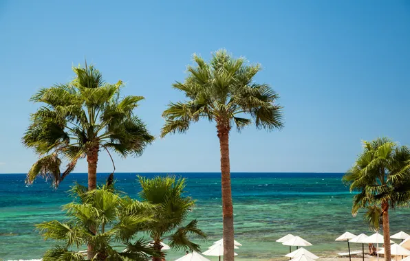 Sea, beach, the sky, the sun, tropics, palm trees, horizon