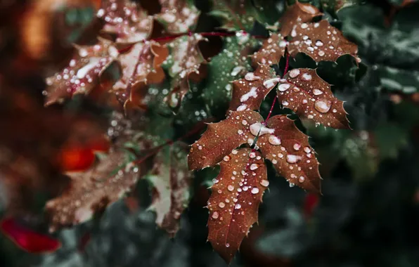 Nature, Leaves, Branches, Nature, Leaves, Flora, Plant, Sheets