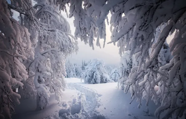 Picture winter, snow, trees, landscape, branches, nature, path, Elena Sokolova