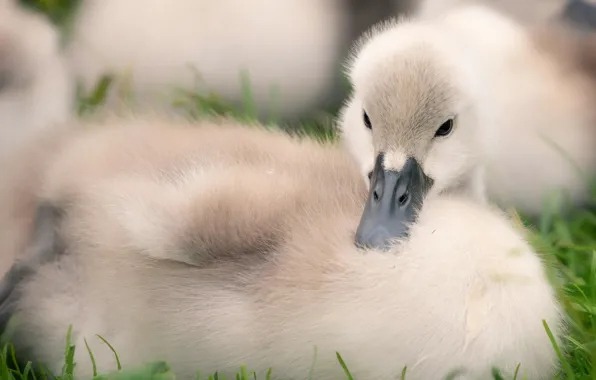 Picture close-up, bird, baby, swans, Chicks, the Lebeda