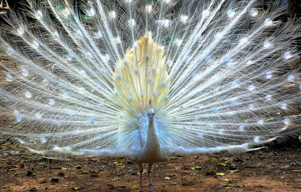 WHITE, TAIL, FAN, BIRD, FEATHERS, PEACOCK