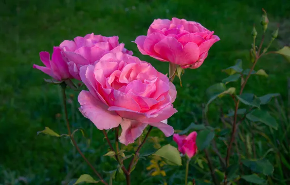 Greens, grass, the evening, Roses