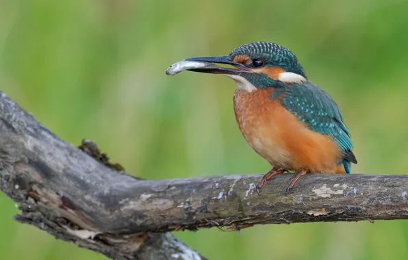Branches, bird, bokeh, mining, common Kingfisher, Ruslan Sigushin