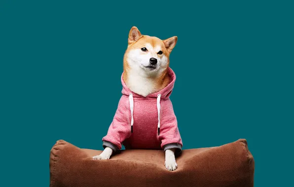 Look, pose, dog, chair, paws, hood, jacket, face