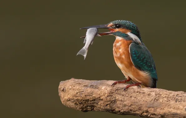 Bird, food, fish, branch, bitches, Kingfisher, catch