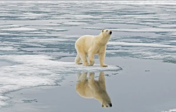 Picture water, reflection, ice, polar bear, North