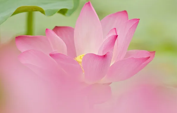 Picture flower, sheet, petals, Lotus