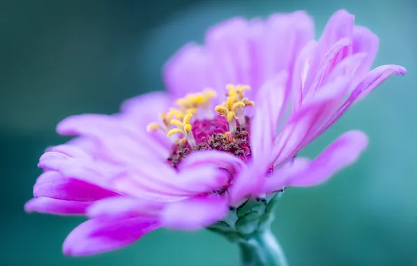 Picture flower, macro, lilac, petals, stamens