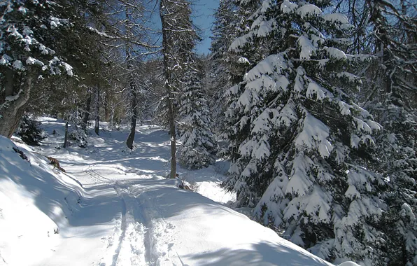 Winter, road, forest, snow, trees, traces, spruce