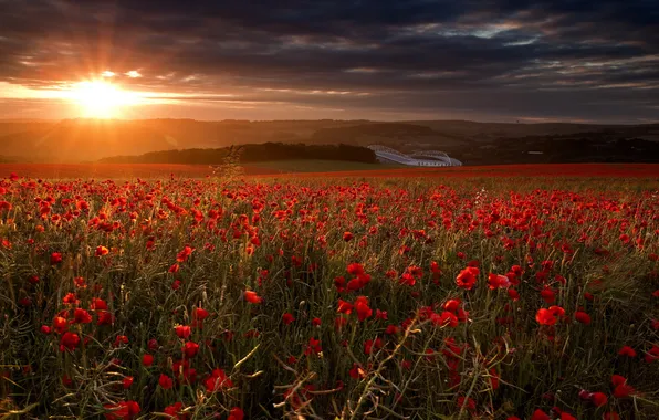 Field, landscape, sunset, Maki