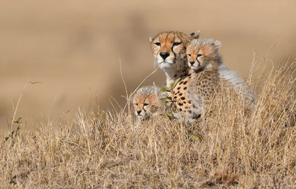 Picture grass, Cheetah, Africa, dry, cheetahs