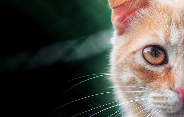Cat, cat, look, pose, half, fold, red, face
