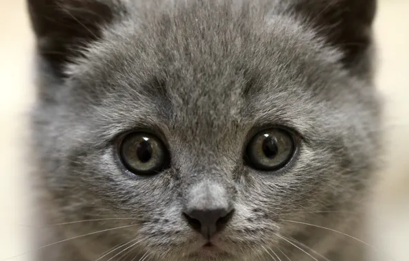 Eyes, look, kitty