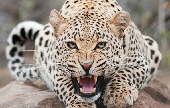 Face, mouth, leopard, teeth
