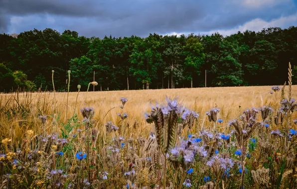 Field, forest, summer, flowers, clouds, rye, ears, blue