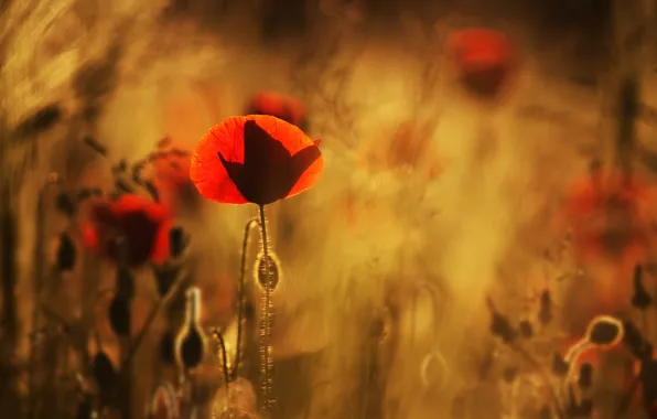 Field, macro, flowers, blur, Maki, red