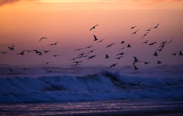 Picture sea, night, bird, shore