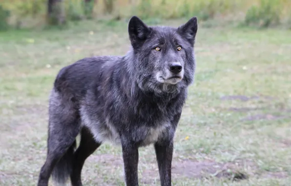 Nature, predator, animal, wolf, wildlife, portrait, portrait., Canis lupus. face