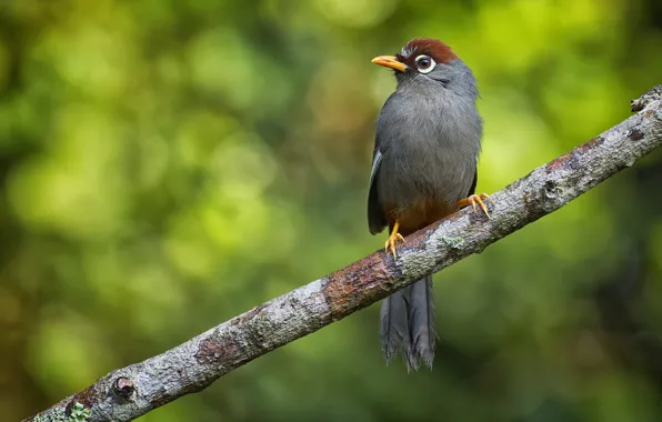 Picture branches, bird, bokeh, family Tumelevich, a family of passerine birds, Weng Keong Liew photography, Costarica