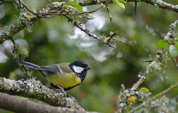 Branches, bird, tit