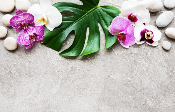 Picture leaves, flowers, stones, Orchid, pink, flowers, orchid, stones