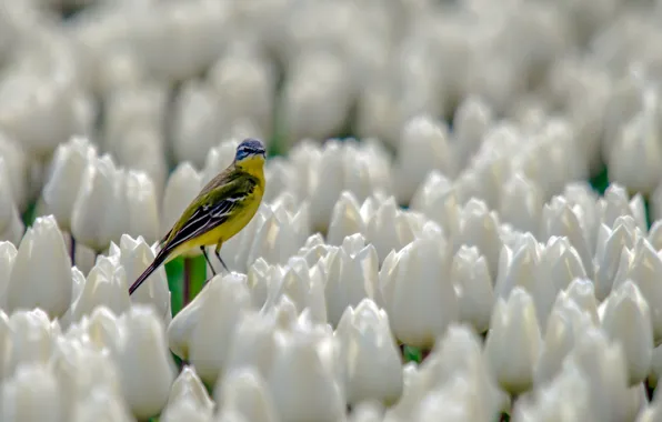 Tulips, white, bird, buds, baby