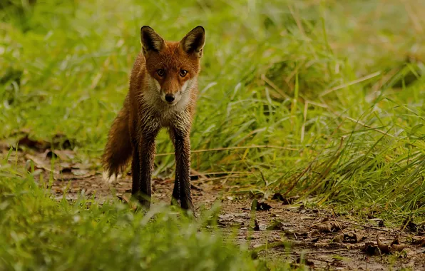 Grass, blur, Fox, red