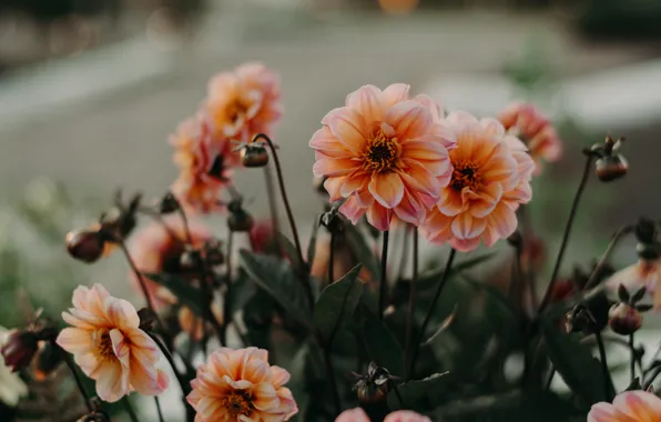 Flowers, orange, dahlias