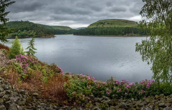 Forest, flowers, mountains, lake, stones, tree, hills, branch
