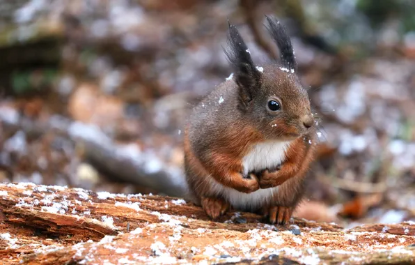 Winter, autumn, look, snow, nature, pose, background, portrait