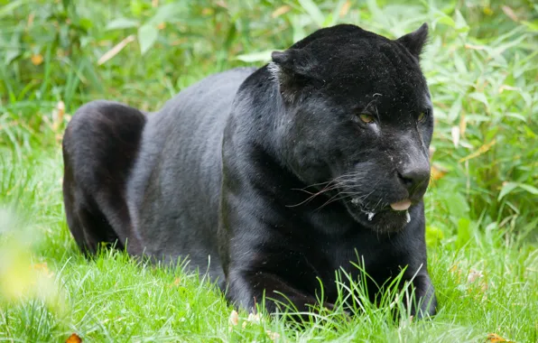 Picture cat, grass, black, Jaguar