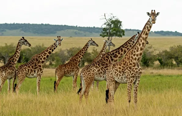 Nature, giraffe, the herd