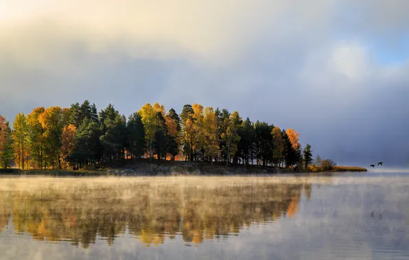 Autumn, trees, fog, lake, bird, Sweden, Varmland County, Arvika