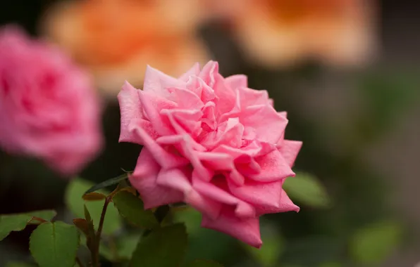 Picture rose, petals, Bud