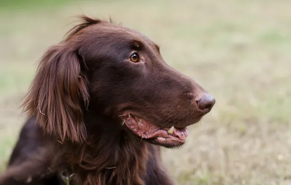 Look, background, dog