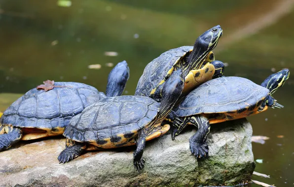 Picture stones, turtle, company, pond, bug, water, Quartet, water