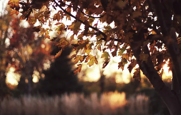 Picture the sun, light, sunset, glare, tree, paint, foliage, the evening